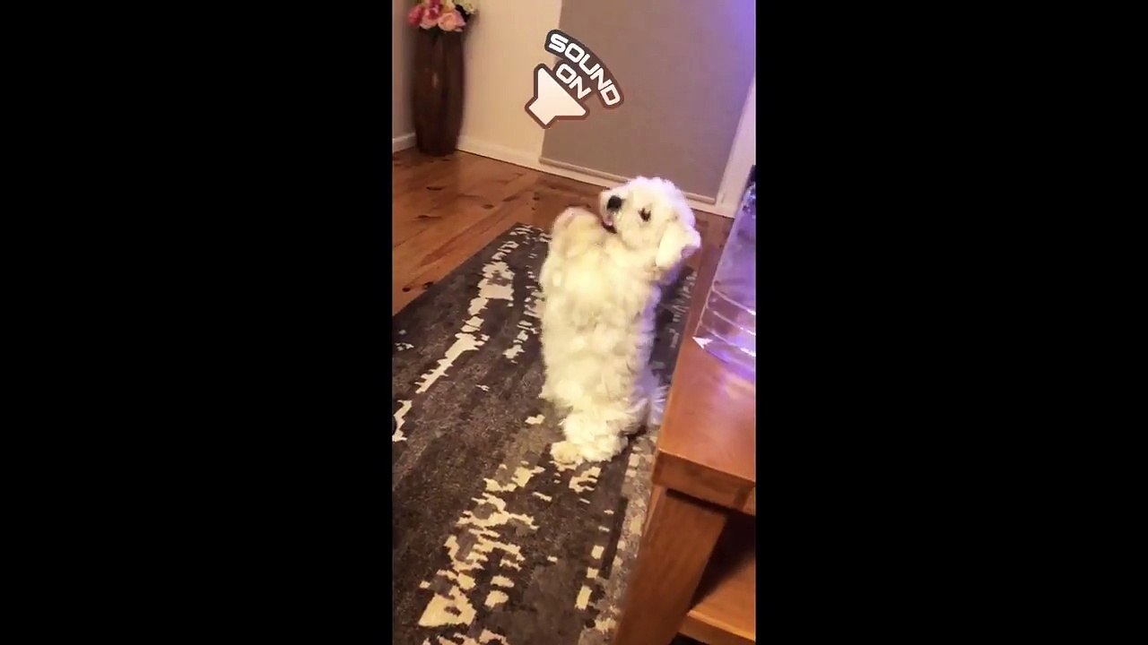 Dancing puppy will brighten your day