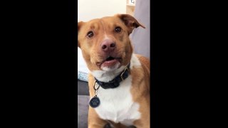 Confused dog displays extremely comical face