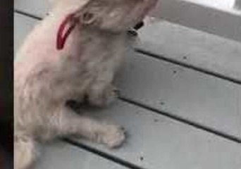 Brave Maltese Faces the Winds of Hurricane Florence