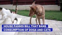 House Passes Bill That Bans Consumption of Dogs and Cats