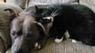Affectionate Cat Snuggles Up to Reluctant Pit Bull