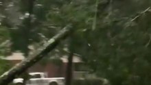 Tree Falls in Morehead City as Hurricane Florence Bears Down