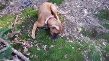 Un chien sent sable
