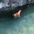 Kok bisa ya...... ayam berenang layaknya angsa
