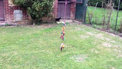 Chiots FEELING sur la pelouse (3)