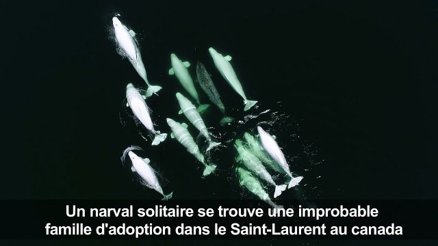 Canada: des bélugas adoptent un narval égaré dans le St-Laurent