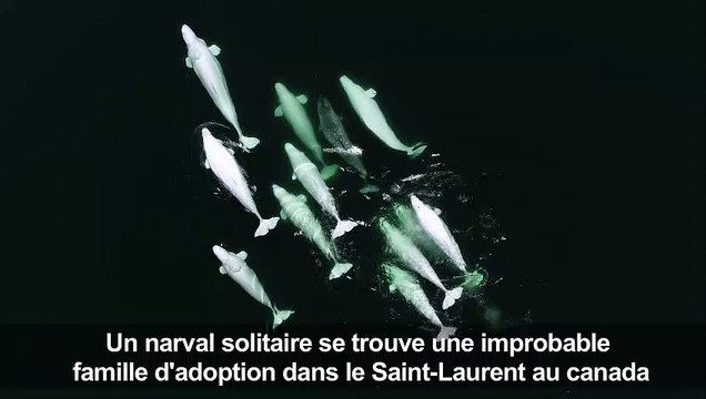 Canada: des bélugas adoptent un narval égaré dans le St-Laurent