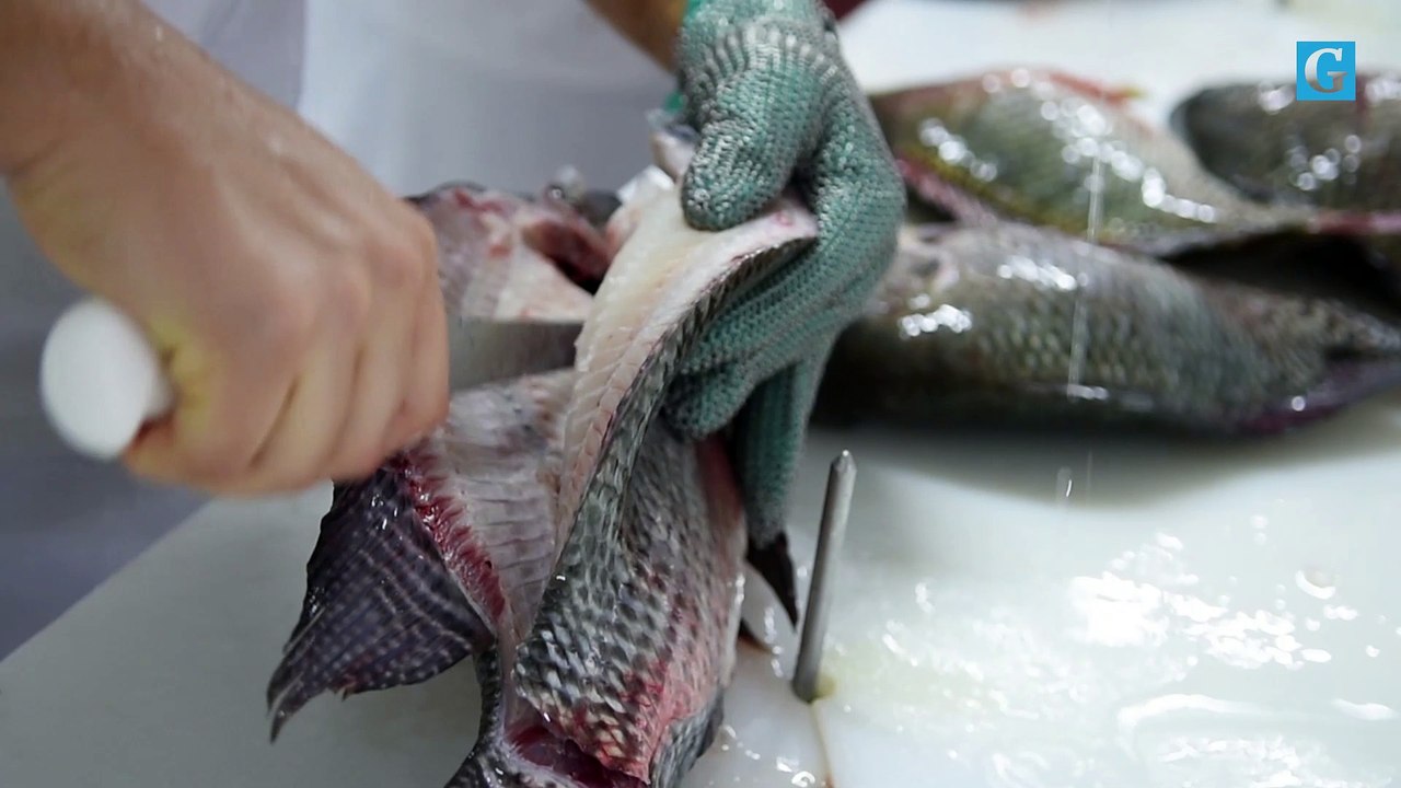 Produção de tilapia