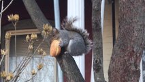 Cet écureuil mange un donuts tranquillement... Un vrai américain