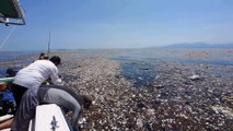 Une île de déchets dans la mer des caraïbes : catastrophique