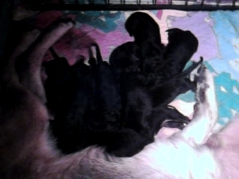 Vidéo chiots 3 jours