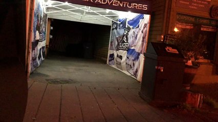 Bear Casually Roaming Around Downtown