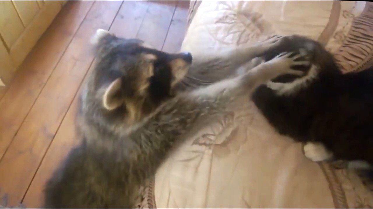 Mapache no para de molestar a gato