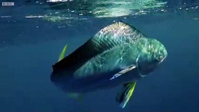 Flying Fish Picked Off From Above and Below the Hunt BBC Earth