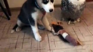 Owl and Puppy's Funny Behavior