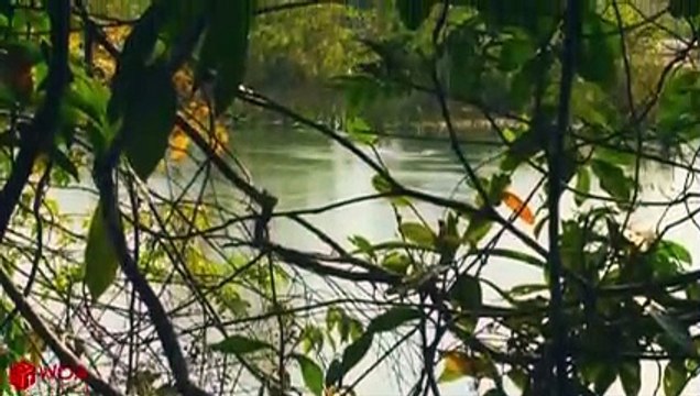 Amazing Jaguar Hunting Crocodile While Sleeping _ Big Battle Animals Real