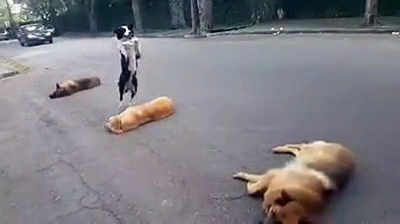 Dog Jumps over Other P