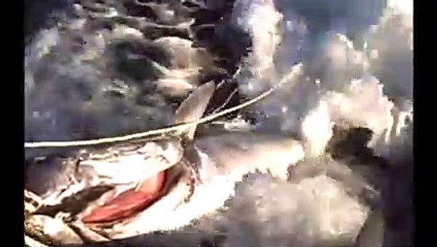 2630 lbs of Giant Atlantic Bluefin Tuna