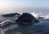 Incredible Triple Whale Breach Stuns Onlookers in Canada