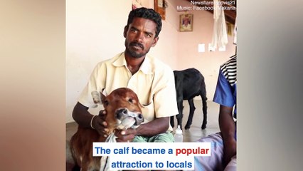 عجل بأنفين و3 عيون يتحدى الصعاب