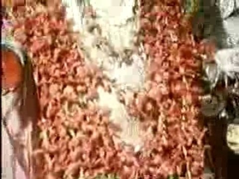 Intervista a tiziano terzani