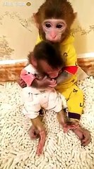 Monkey baby videos 2018