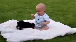 Dog vs Baby fights so Funny videos