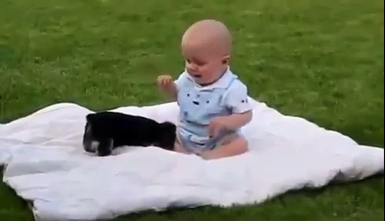 Dog vs Baby fights so Funny videos
