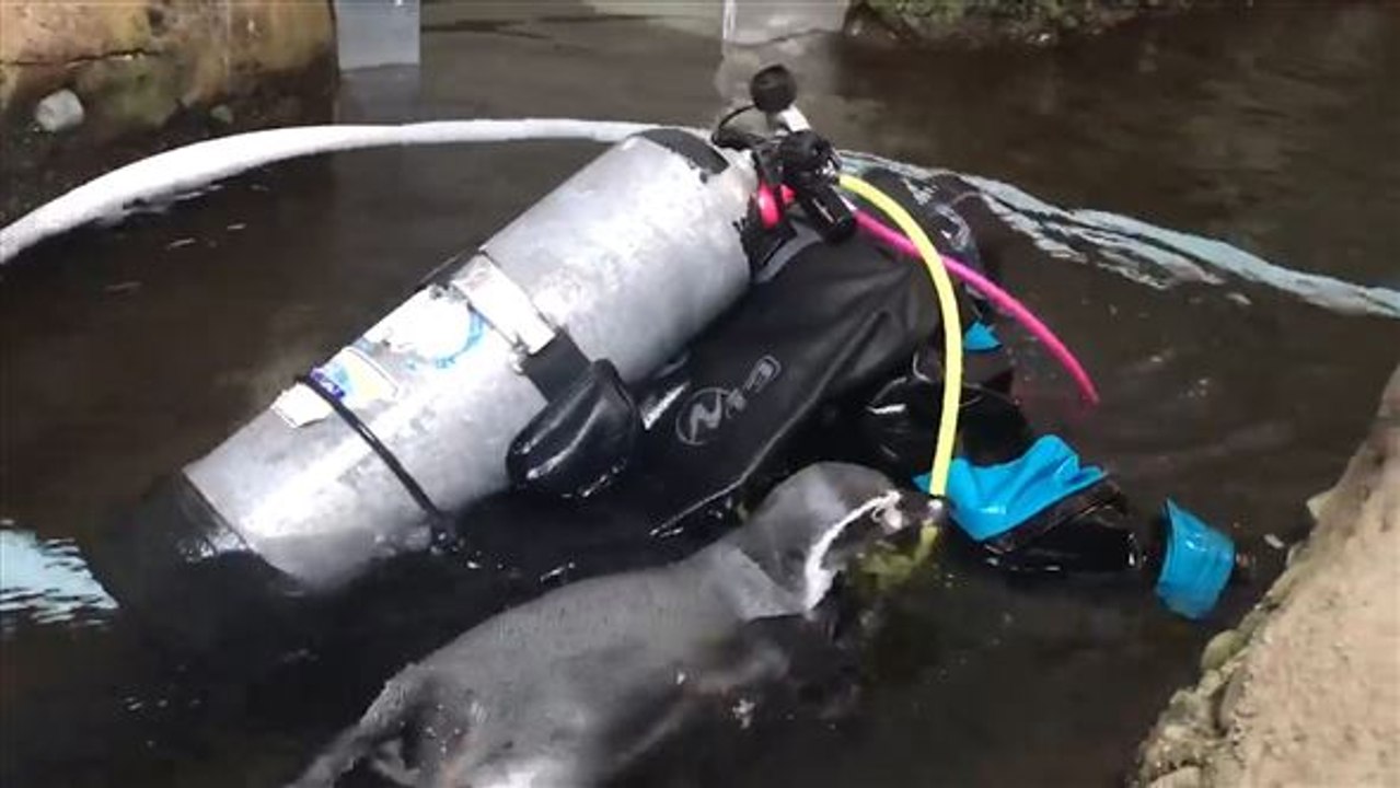 Que fait ce plongeur dans ma piscine ?