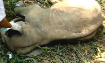 Seekor Anak Gajah Dievakuasi Pasca-terperangkap Jerat