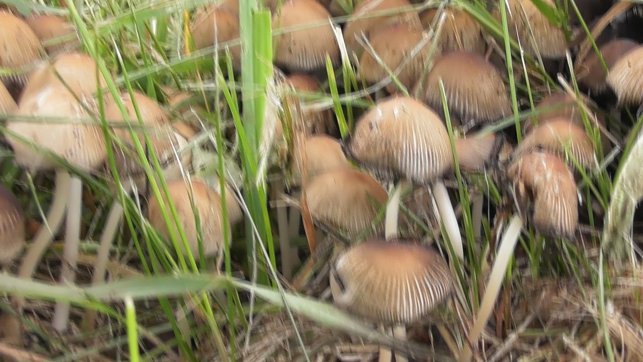 Sep 6 2018 F