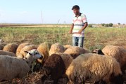 Çobanlık Yaparken Hazırlandı, Diş Hekimliğini Kazandı