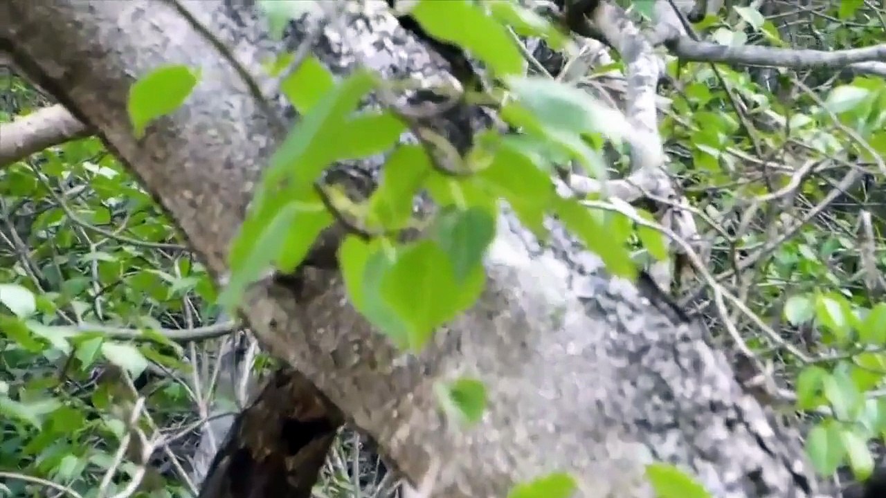 El manzanillo, el árbol más peligroso del mundo