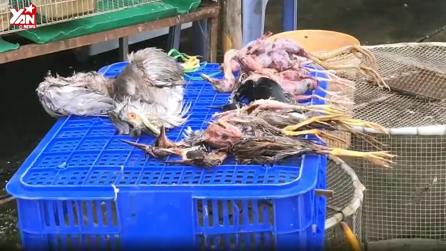 Cận cảnh tàn sát chim trời ở chợ chim lớn nhất Miền Tây