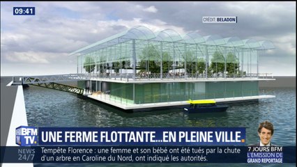 Des vaches vont brouter en plein centre-ville? Le projet étonnant d'une ferme flottante à Rotterdam