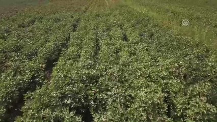 Iğdır Pamuğunda Rekolte Beklentisi 8 Bin Ton