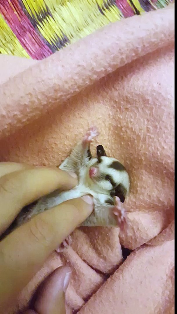 Un Bebe Phalanger Volant Video Dailymotion