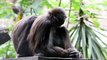 Colombian zoo shows off newborn spider monkey