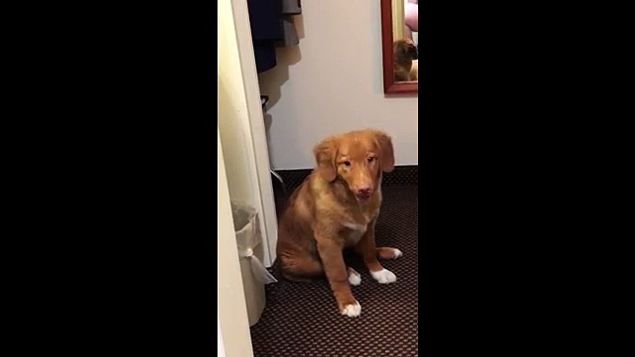 Ce chiot s'est empoisonné à la méthamphétamine