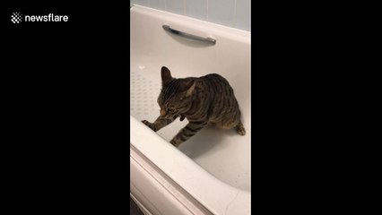 Ziggy Pop makes music in the bath