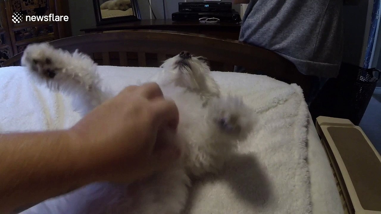 Kisses for belly rubs: the best kind of transac...