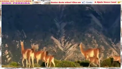 Pumas Ao Ataque Vs Guanaco, Onça-Pintada, Urso, Preguiça...