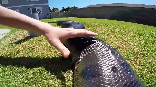 Un anaconda géant en pleine mue dans un jardin