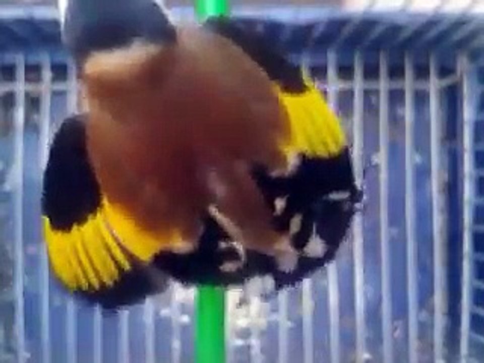 Le Chardonneret Toujours le Meilleur