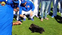 Chicago Cubs Funny Moments  PART -1