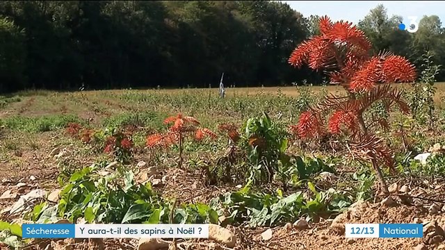 Sécheresse : y aura-t-il des sapins à Noël ?