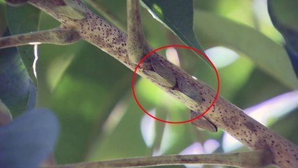 폭염 지나니 외래 해충 기승...방제 빨간불 / YTN