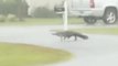 Alligator Heads Across the Street as Hurricane Hits Myrtle Beach