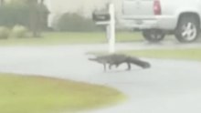 Alligator Heads Across the Street as Hurricane Hits Myrtle Beach