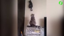 Ce chat est synchronisé avec l'horloge
